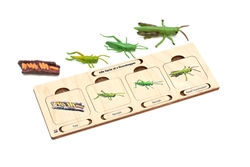 Life Cycle Set: Grasshopper