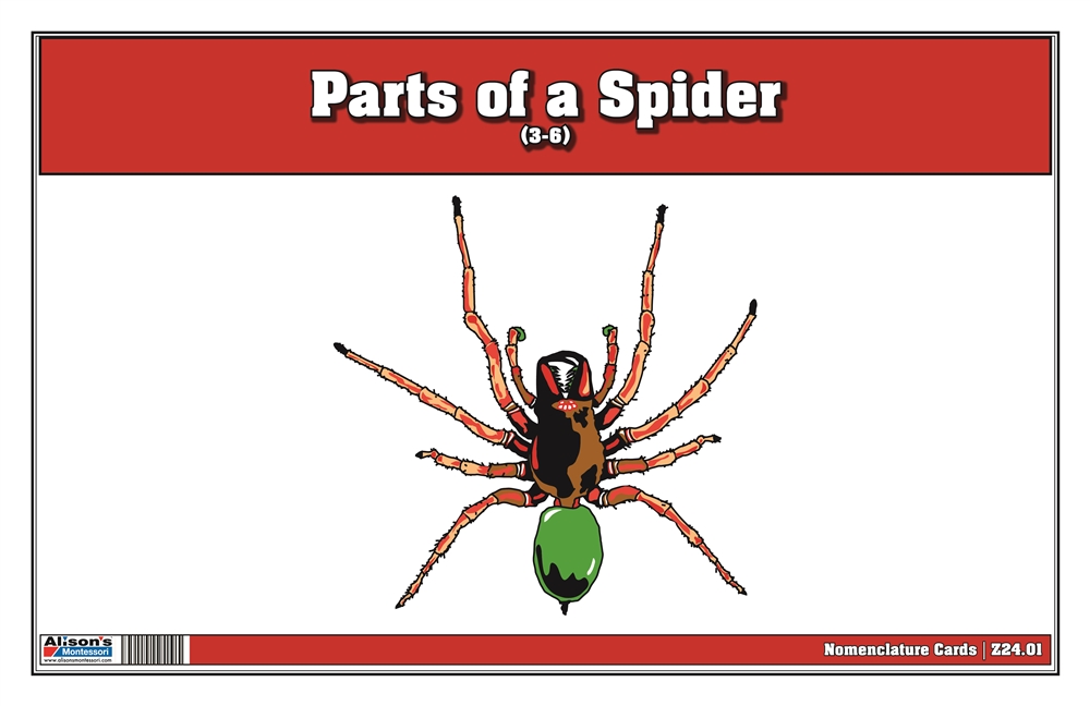  Parts of a Spider Nomenclature Cards (3-6) (Printed)