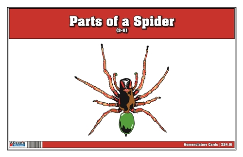 Parts of a Spider Nomenclature Cards (3-6) (Printed)