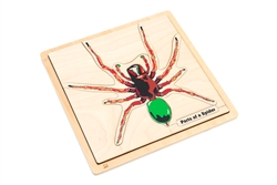 Parts of a Spider Puzzle with Nomenclature Cards (3-6) (Printed)
