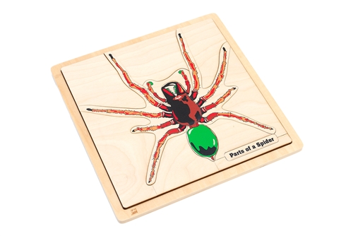 Parts of a Spider Puzzle with Nomenclature Cards (3-6) (Printed)