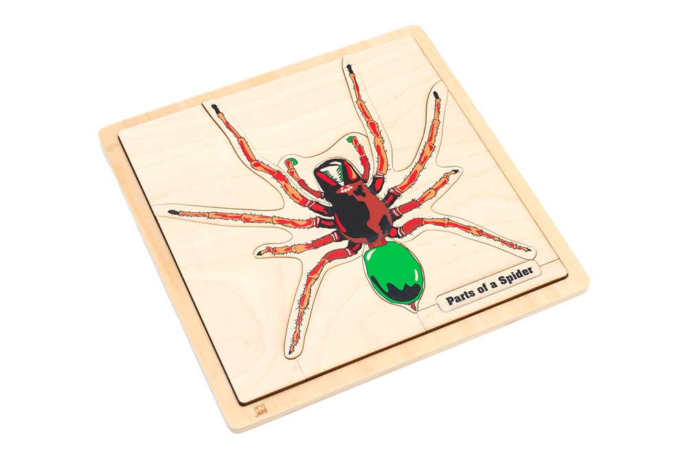  Parts of a Spider Puzzle