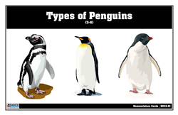 Types of Penguins Nomenclature Cards (3-6) (Printed)