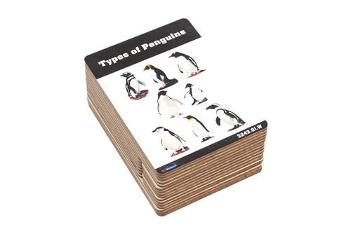 Types of Penguins Wooden Nomenclature Cards (3-6)