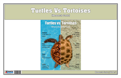 Turtles Vs Tortoise Research Cards