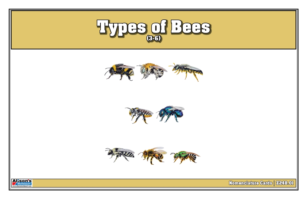 Montessori Materials: Types of Bees Nomenclature Cards 3-6 (Printed)