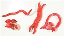 Life Cycle of an Earthworm Models