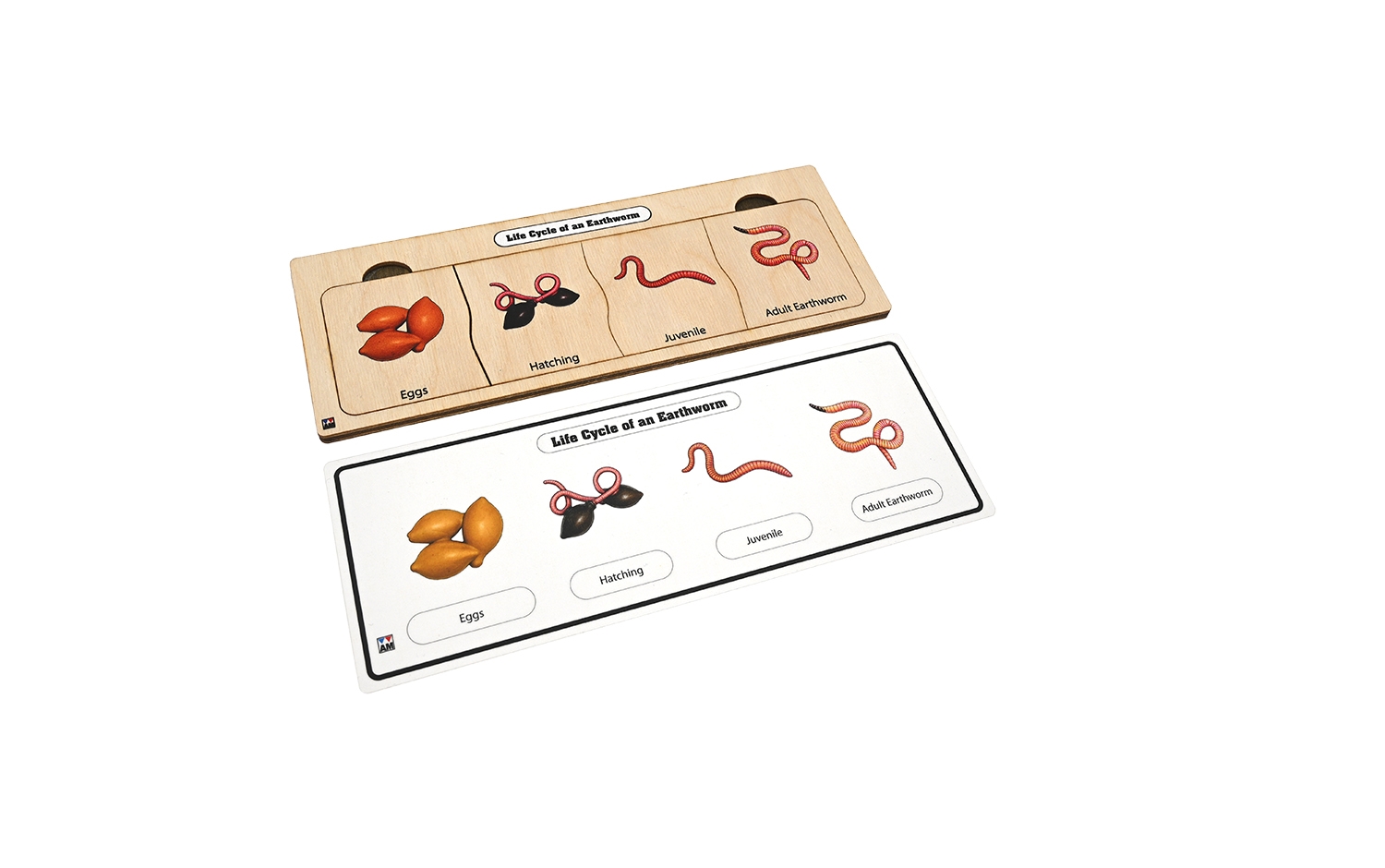 Life Cycle Puzzle: Earthworm 1 