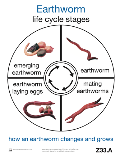 Life Cycle of an Earth Worm Cards