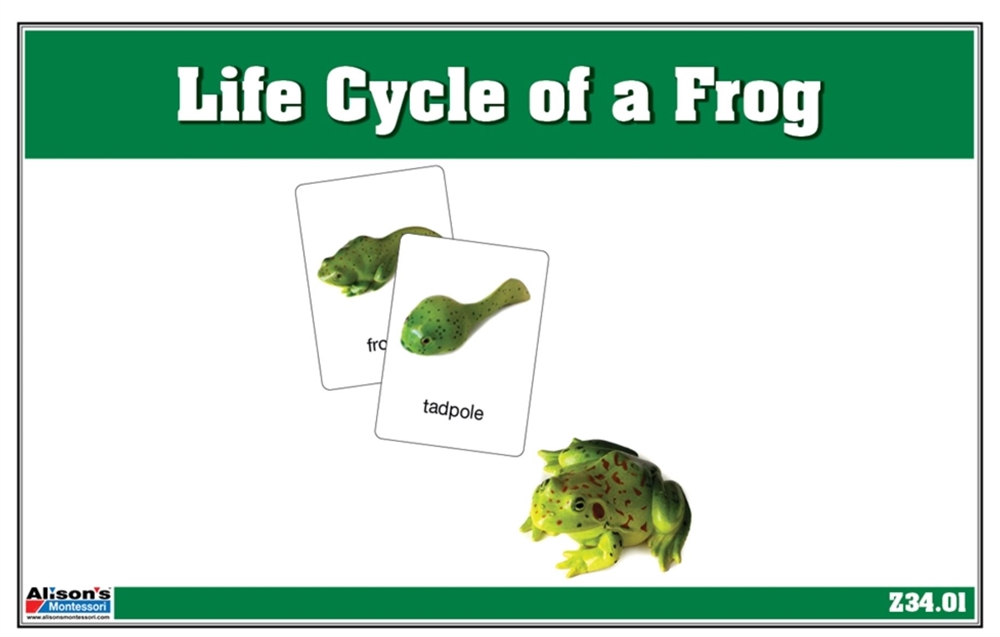 Life Cycle of A Frog Cards 