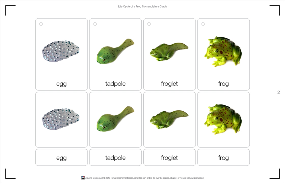 montessori-materials-life-cycle-of-a-frog-nomenclature-cards