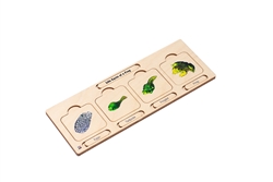 Life Cycle Puzzle: Frog 1 (Four Stages)