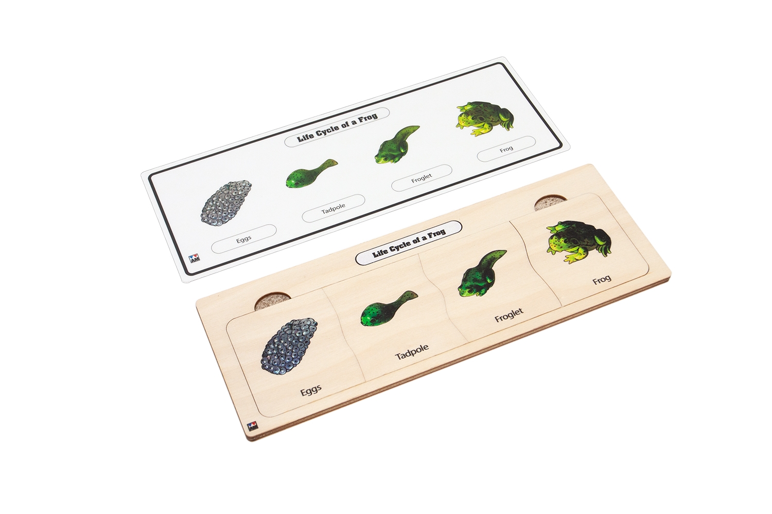 Life Cycle Puzzle: Frog 1 (Four Stages) 