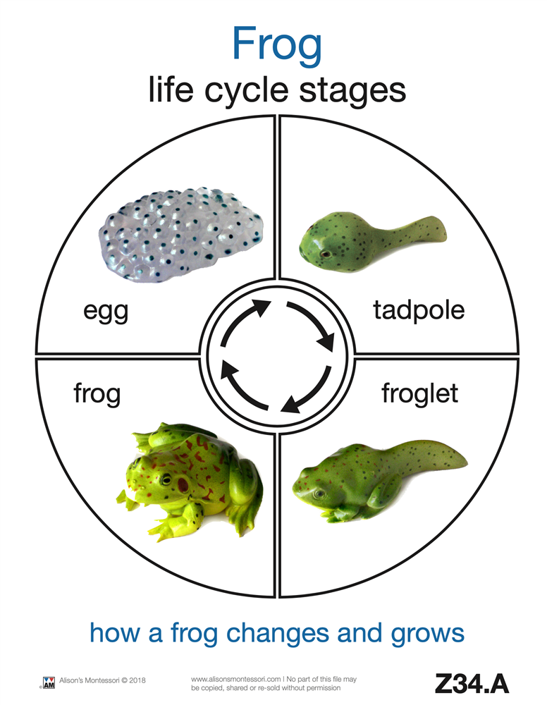 Montessori Materials: Life Cycle of a Frog Cards