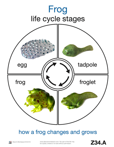 Life Cycle of a Frog Cards