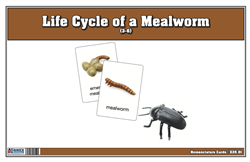 Life Cycle of a Meal Worm Nomenclature