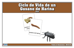 Tarjetas de nomenclatura del ciclo de vida de un gusano de la harina (Spanish)