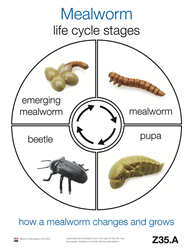Life Cycle of a Mealworm Cards
