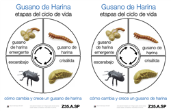 Tarjetas sobre el ciclo de vida de un gusano de la harina (Spanish)