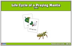 Life Cycle of a Praying Mantis Nomenclature Cards (Printed)
