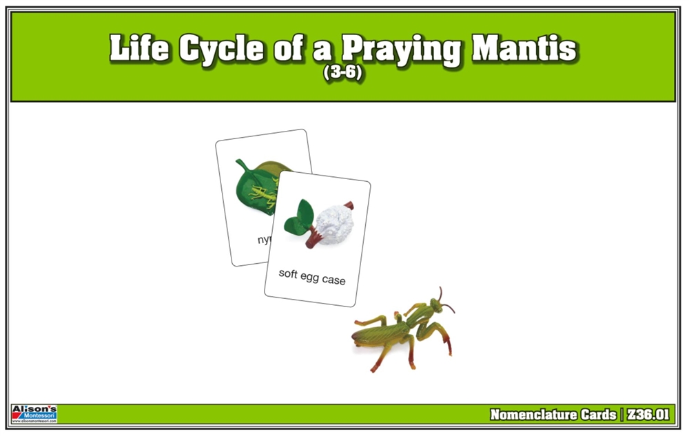 Life cycle of the praying mantis Montessori pedagogy