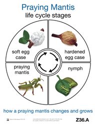 Life Cycle of a Praying Mantis Cards