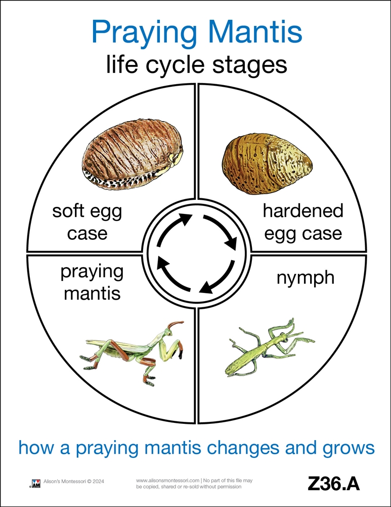 Montessori Materials: Life Cycle of a Praying Mantis Cards