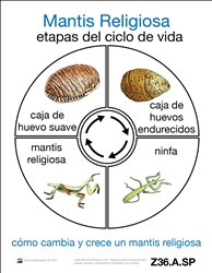 Tarjetas del ciclo de vida de una mantis religiosa (Spanish)