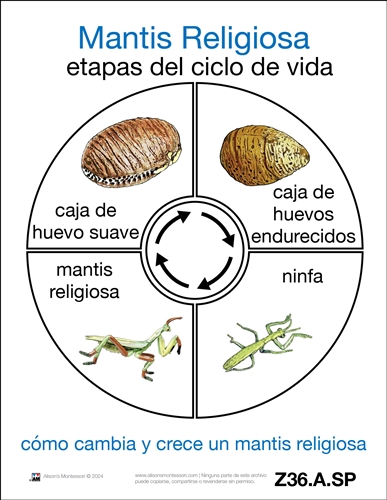 Life Cycle of a Praying Mantis Cards (Spanish)