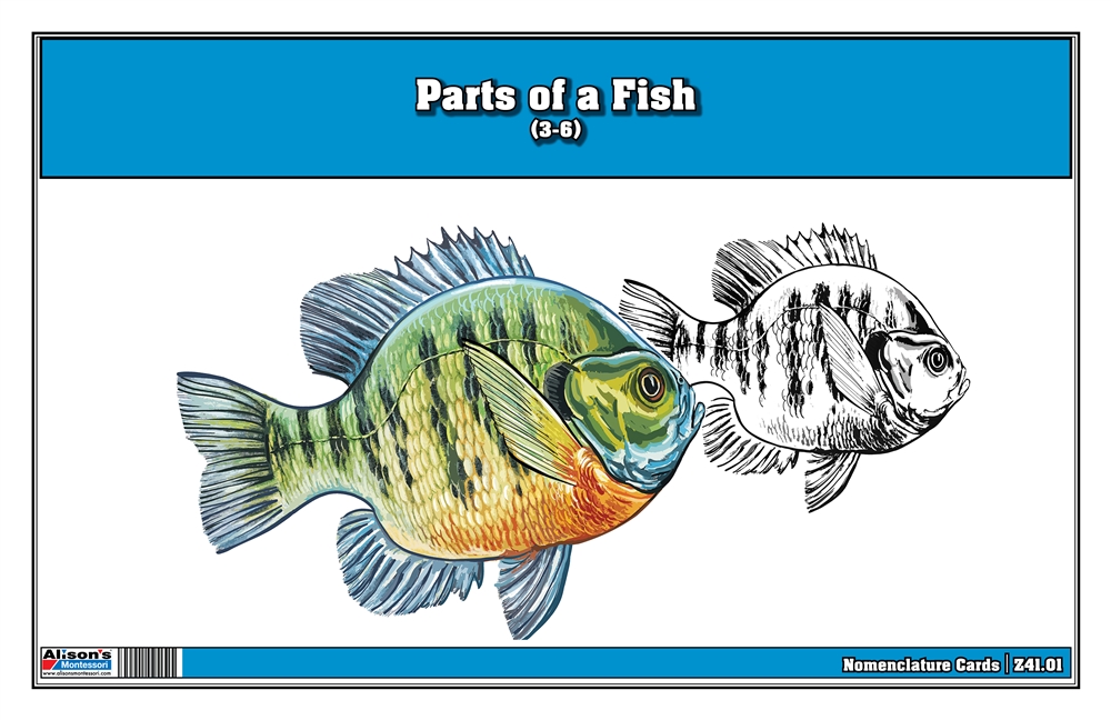  Parts of a Fish Nomenclature Cards (3-6)