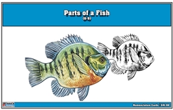 Parts of a Fish Nomenclature Cards (6-9)