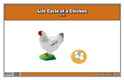 Life Cycle of a Chicken Nomenclature Cards (Printed)