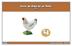 Ciclo de vida de un pollo - Tarjetas de nomenclatura (Spanish)