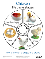 Life Cycle of a Chicken (Printed)