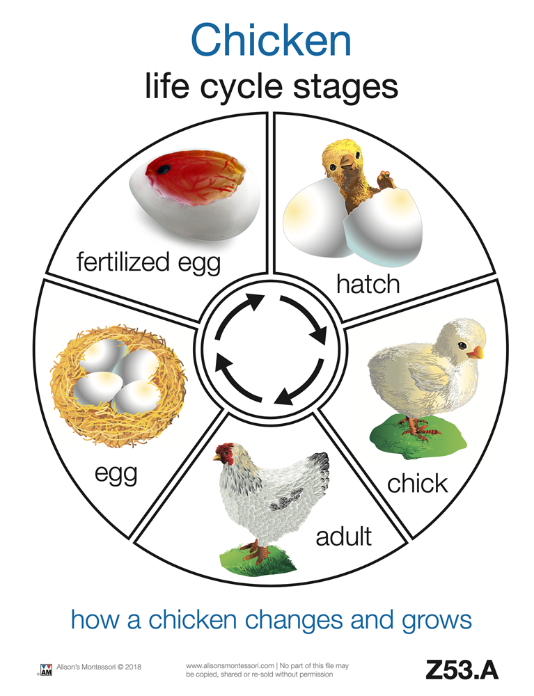 Life Cycle of A Chicken 