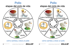 Life Cycle of a Chicken (Spanish)