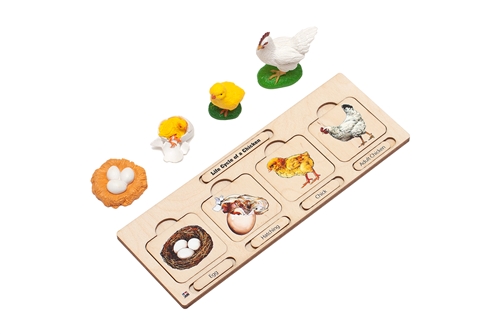 Montessori Materials: Life Cycle Set: Chicken