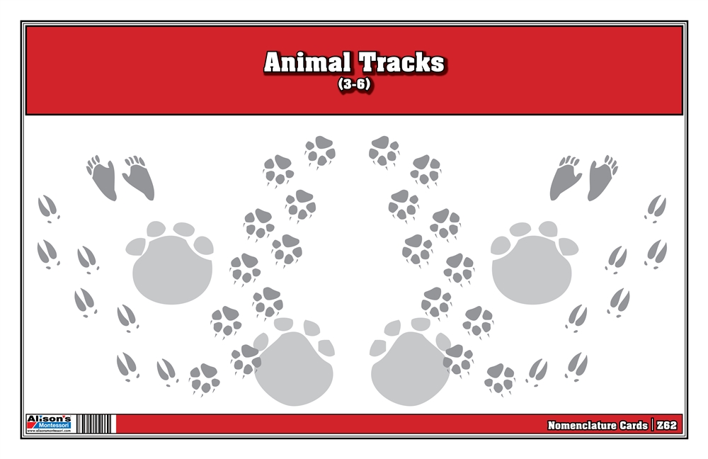 Animal Track Nomenclature Cards 