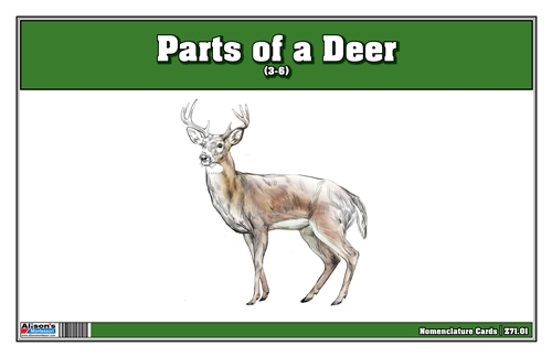 Parts of a Deer(Printed)