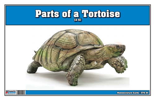 Parts of a Tortoise (Printed)
