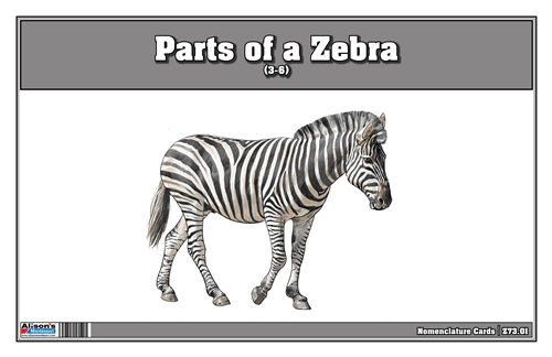 Parts of a Zebra (Printed)