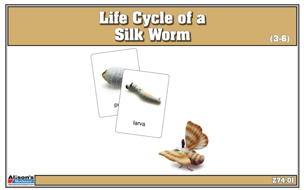Life Cycle of a Silk Worm Cards 