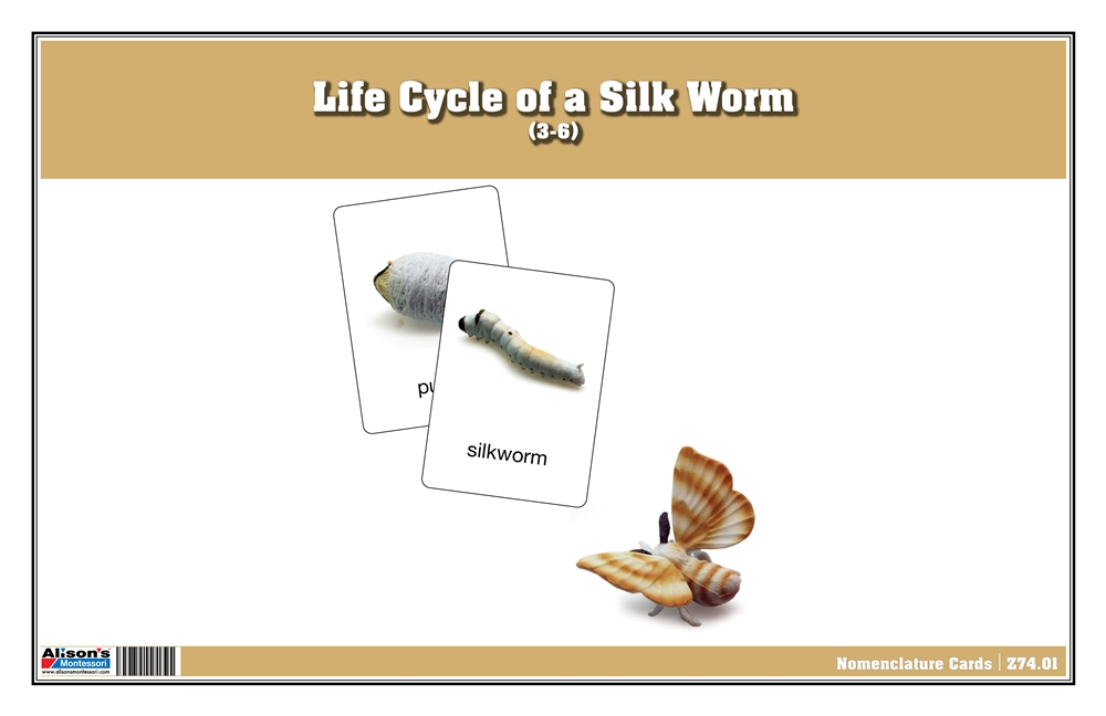 Montessori Materials: Life Cycle of a Silk Worm Nomenclature Cards ...