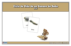 Life Cycle of a Silk Worm Nomenclature Cards (Spanish)