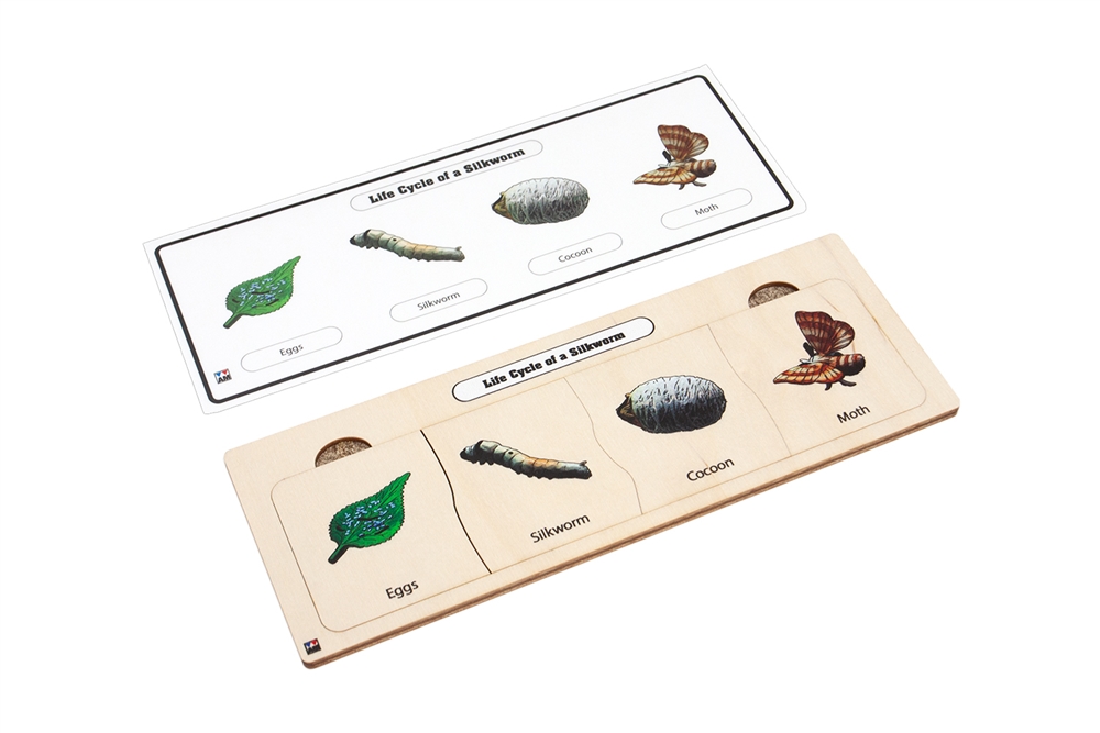 Montessori Materials: Life Cycle of a Silkworm Puzzle
