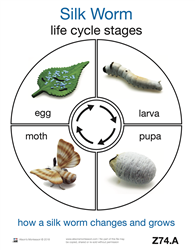Life Cycle of a Silk Worm Cards