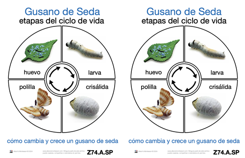 Life Cycle of a Silk Worm Cards (Spanish)