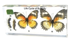 Life Cycle of a Butterfly Specimen Set