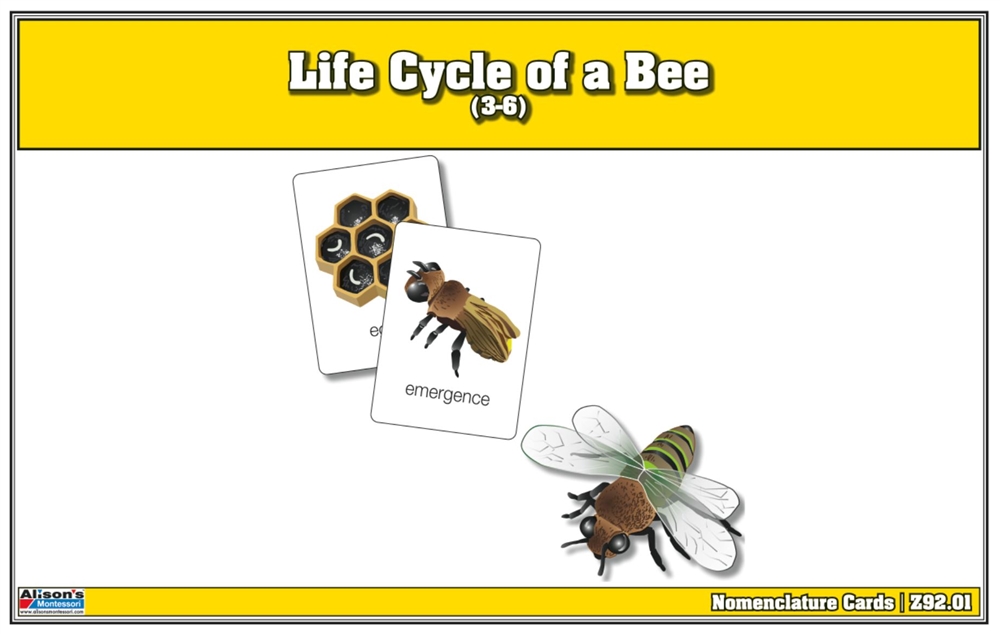  Life Cycle of a Bee Nomenclature Cards (Printed)