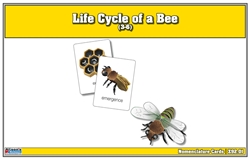Life Cycle of a Bee Nomenclature Cards